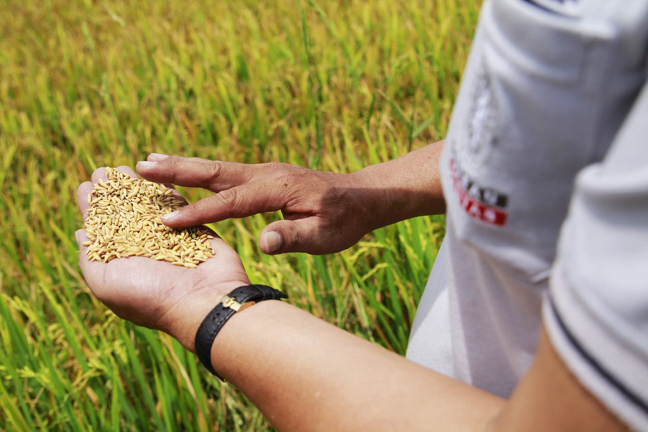 Thai Rice Standard Training (Basic course): E-learning 